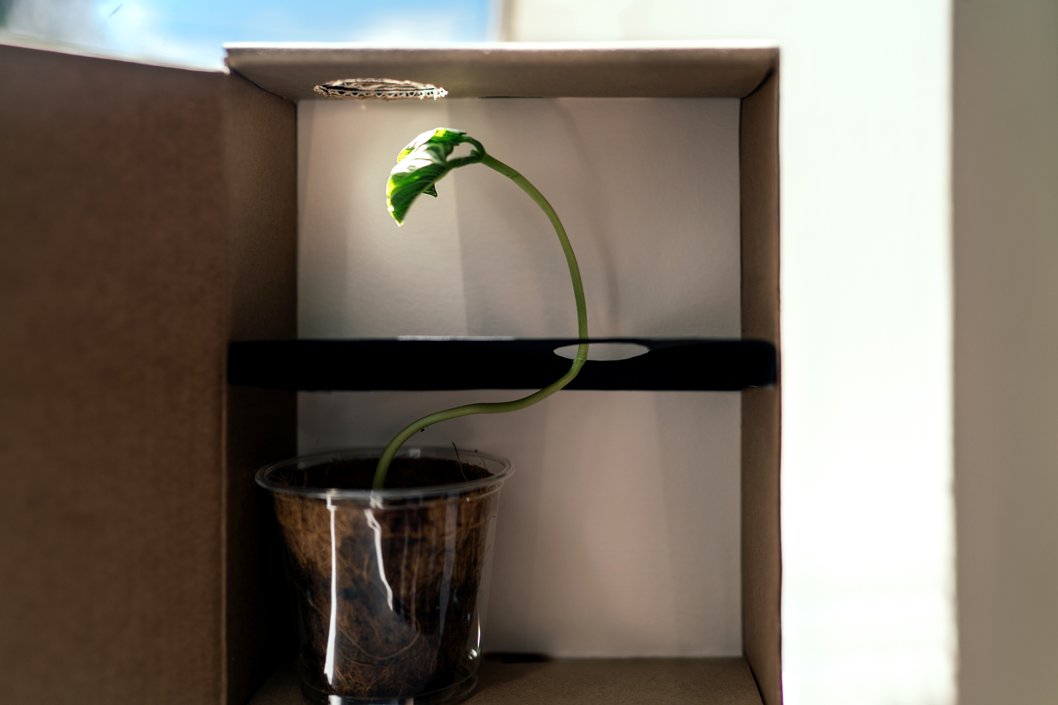Plant Light Maze