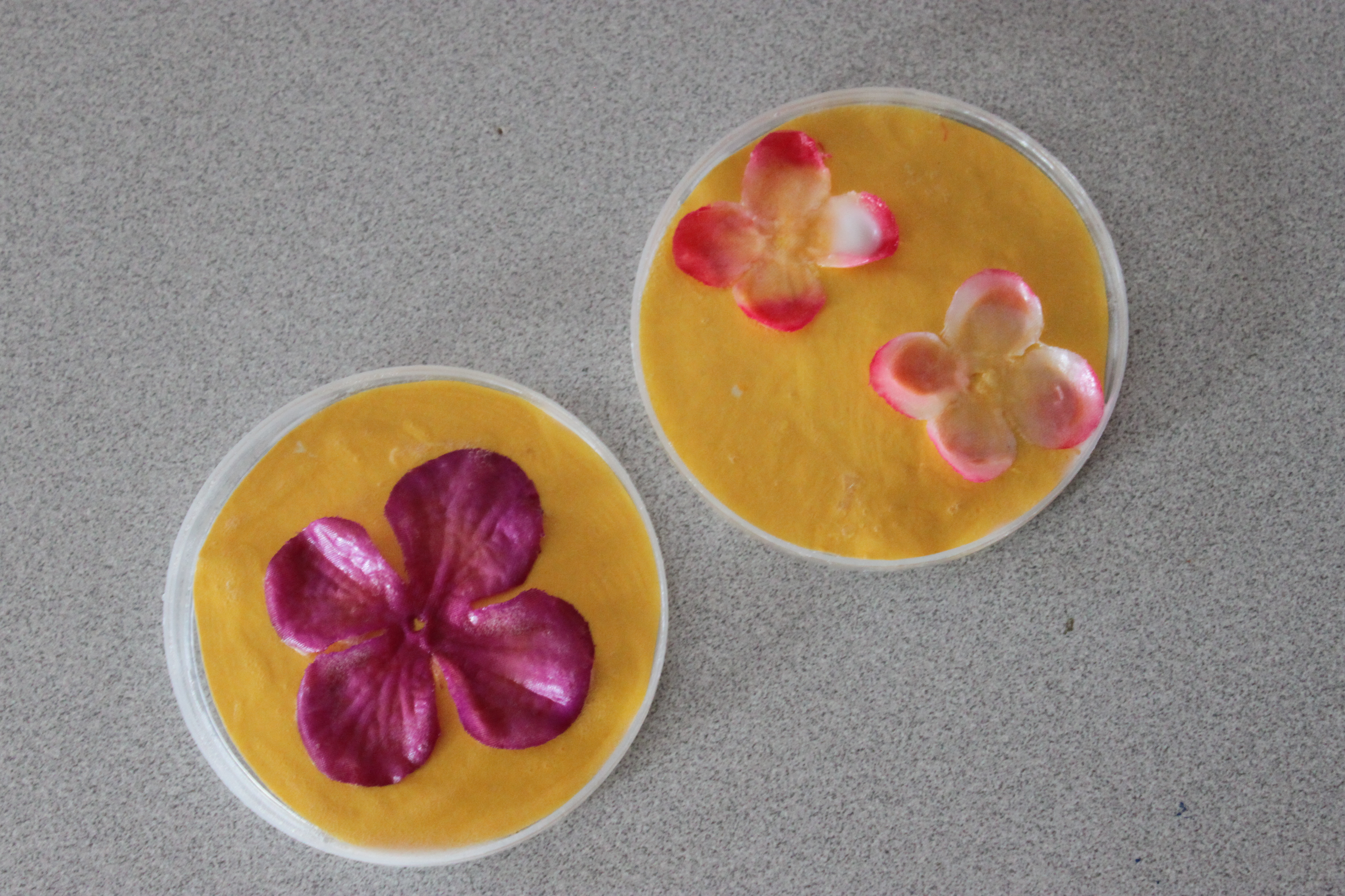 Flower Coasters