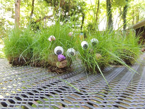 Grass Caterpillar Pets