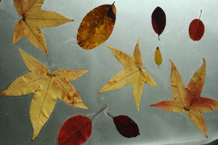 Leaves + Contact Paper = Fall Placemats