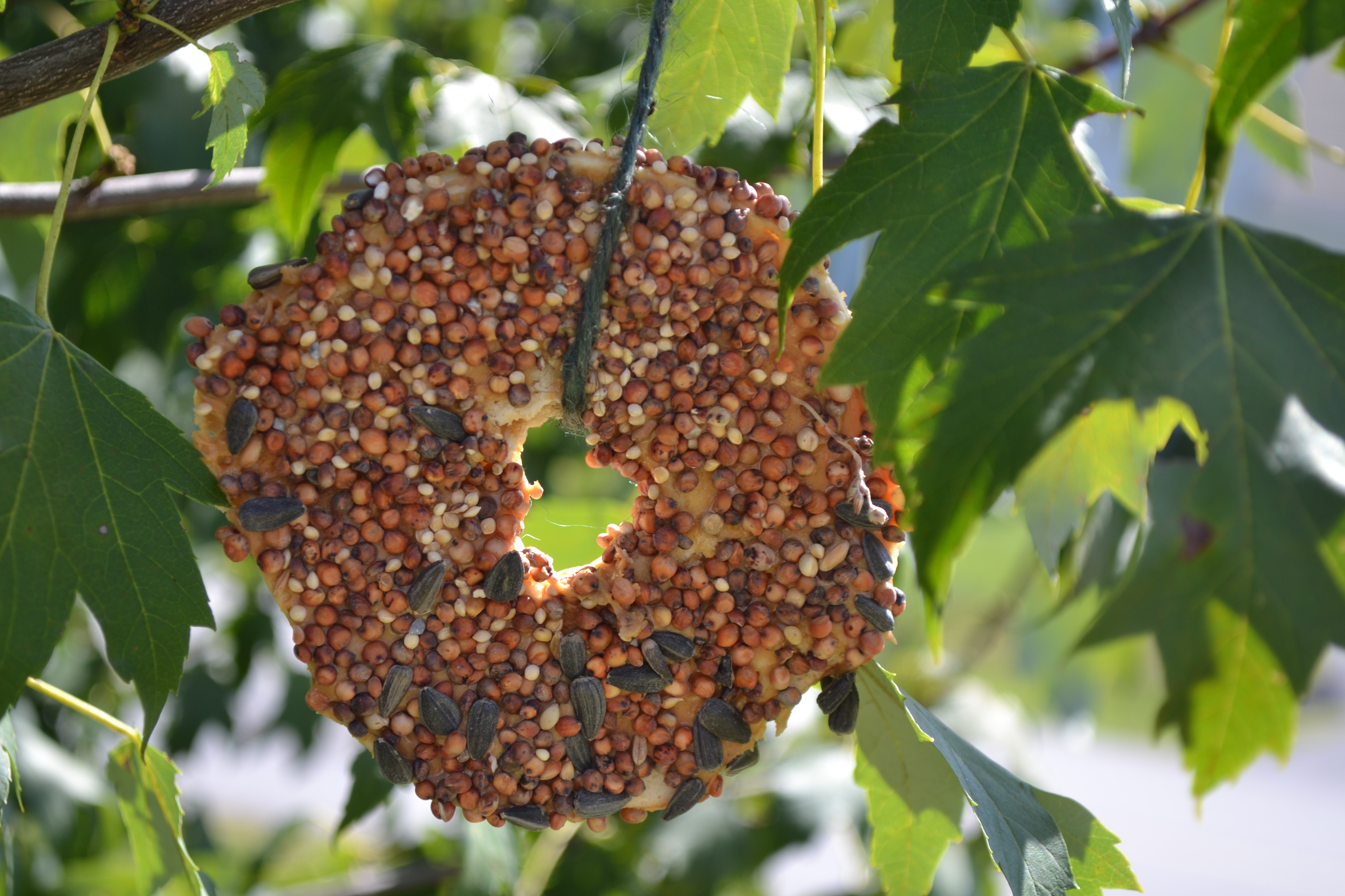 Easy Bagel Bird Feeders