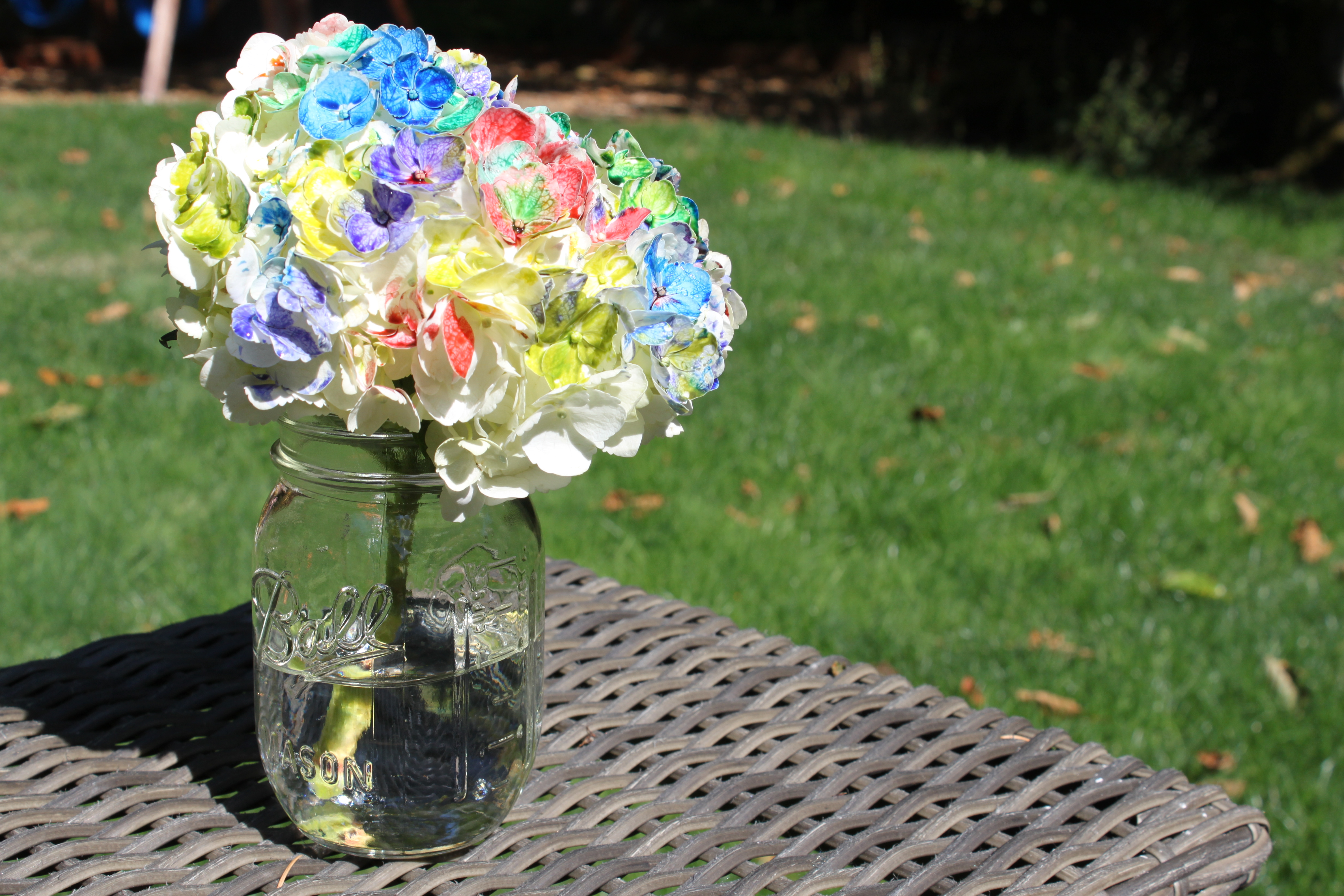 Painted Hydrangeas