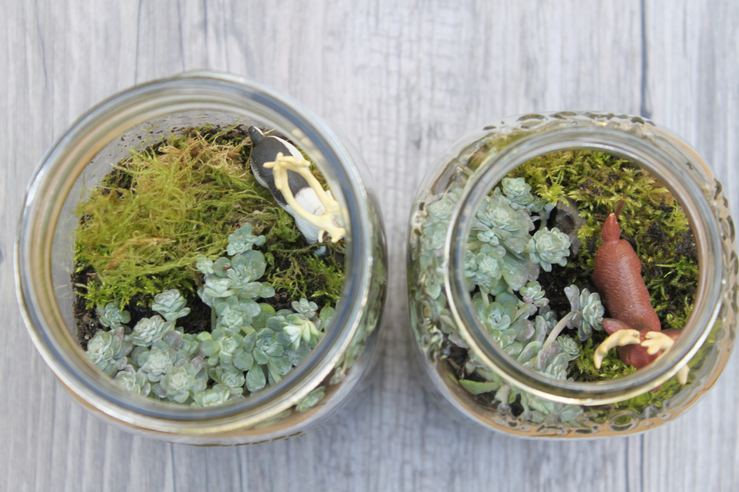 Mason Jar Terrarium
