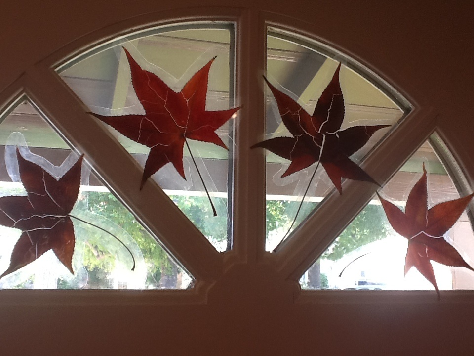 Laminated Fall Leaves