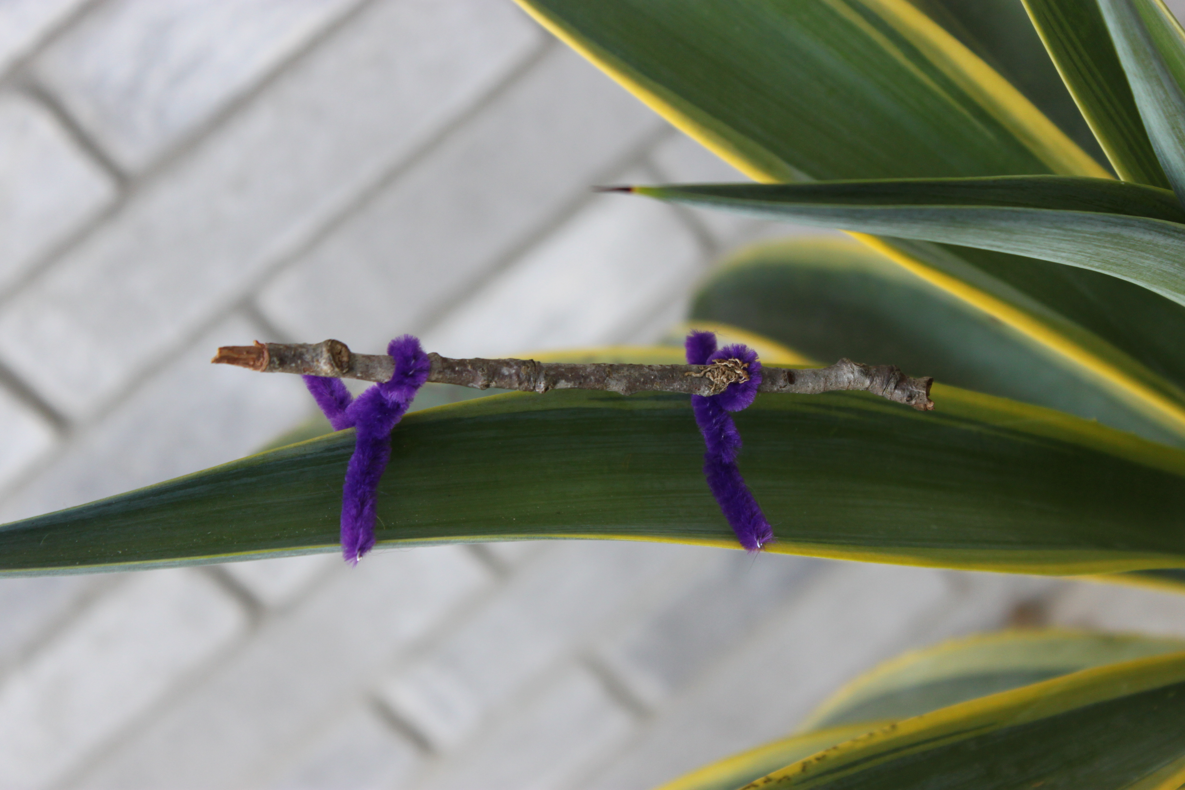 Stick Bugs