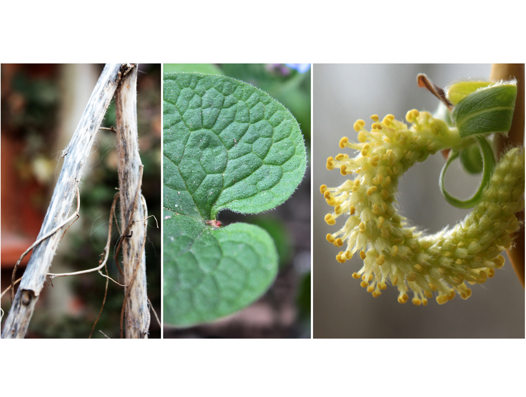 Nature's Alphabet