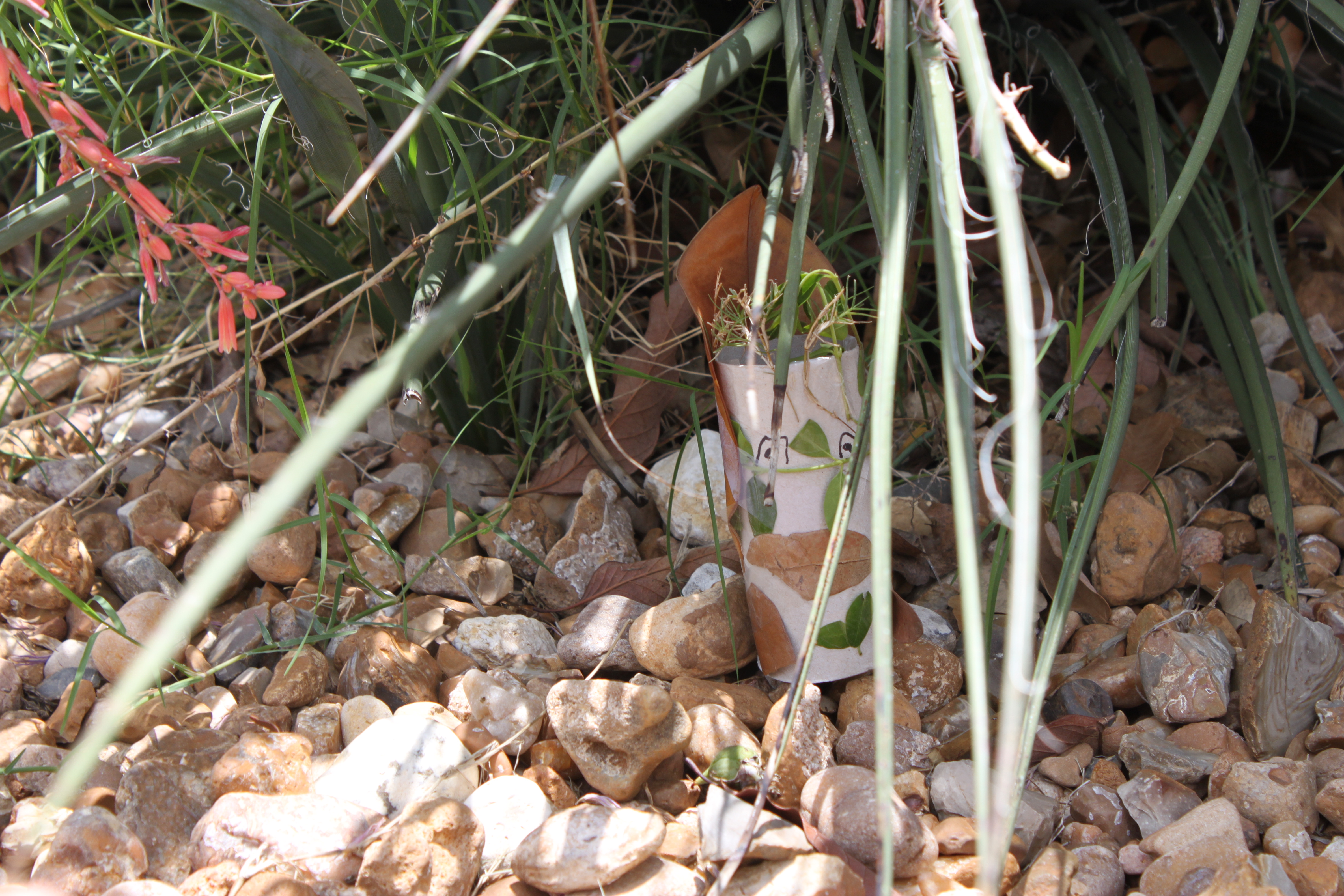 Nature Hide and Seek Game