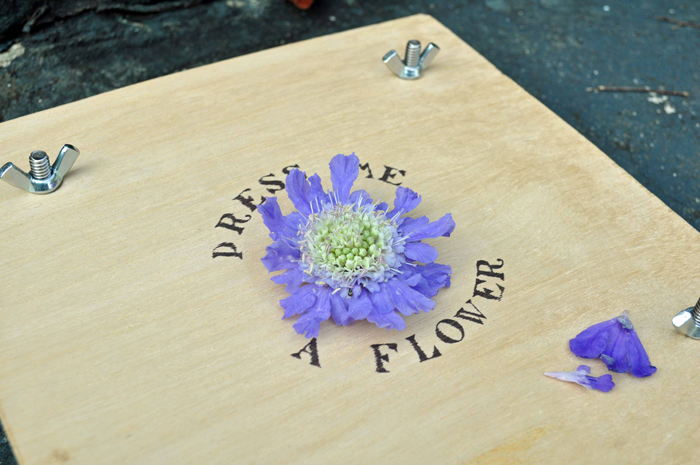 Press Me a Flower