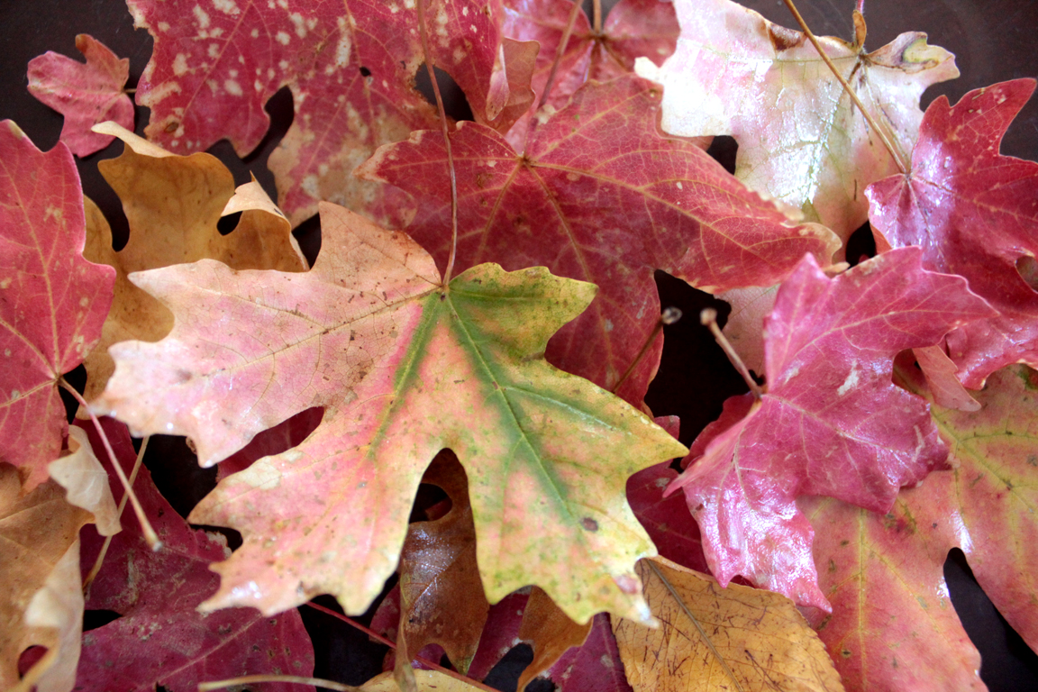 Glycerin Leaves