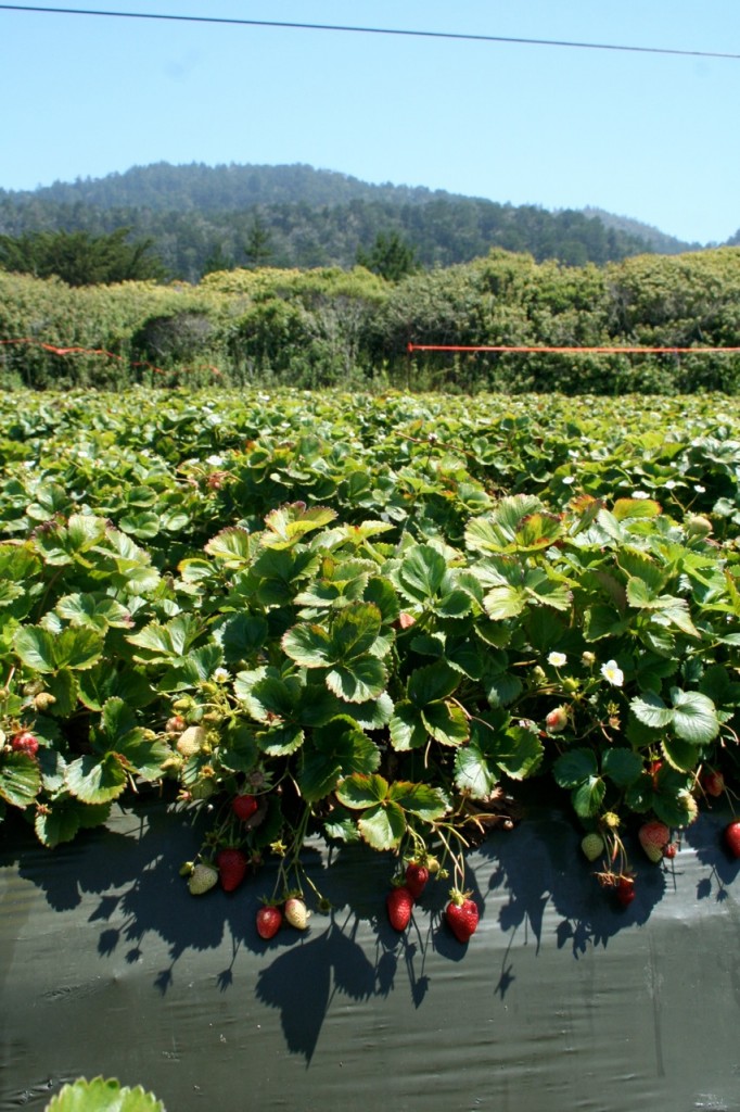 Strawberry Picking & Basket Weaving