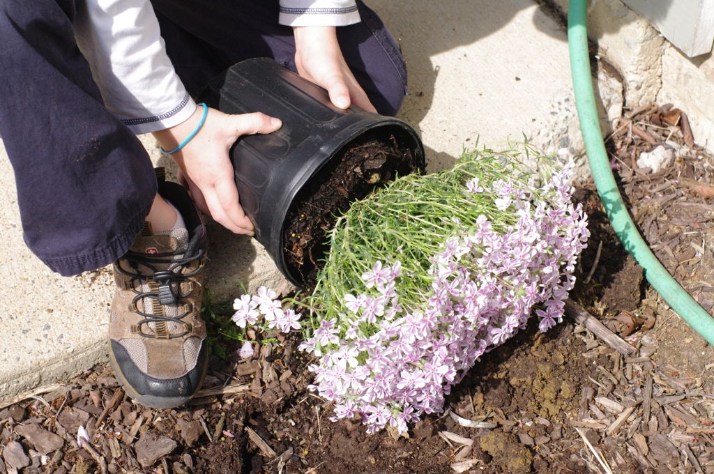 Mother's Day Tradition: Planting Flowers Together