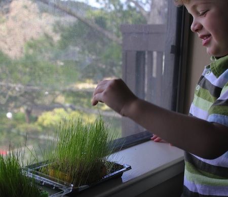 Grass Seed + Sponge