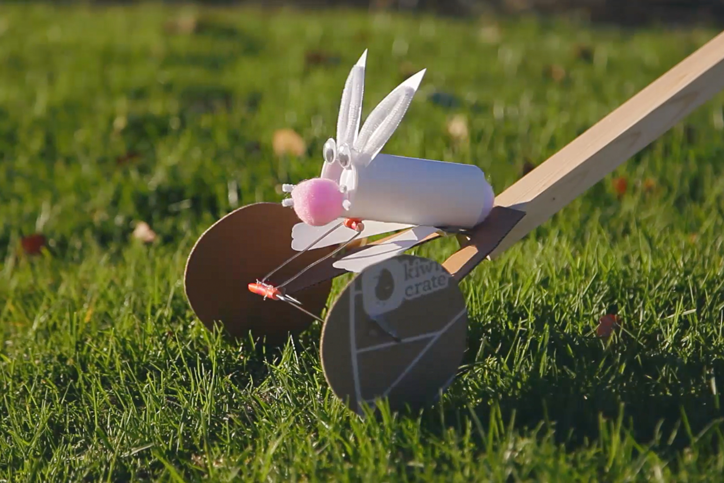 Bunny Automaton